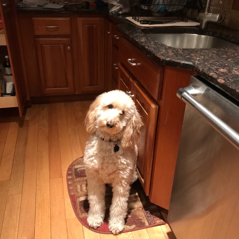 Meet your Posher, Laurie